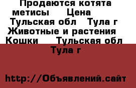 Продаются котята метисы   › Цена ­ 200 - Тульская обл., Тула г. Животные и растения » Кошки   . Тульская обл.,Тула г.